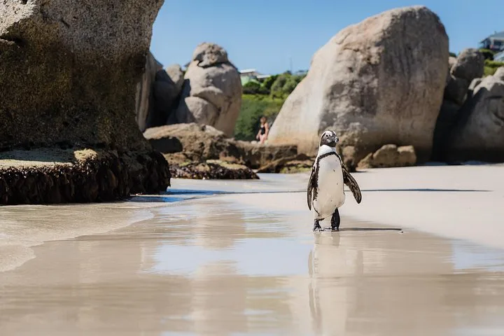 A lone penguin crossing wet sand by the boulders