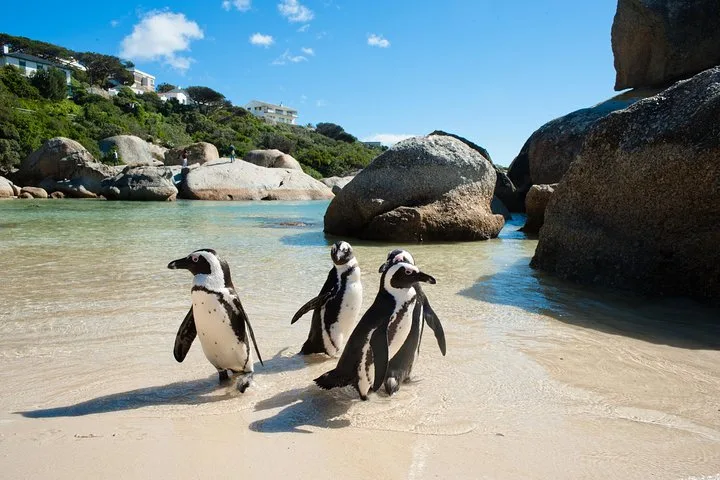 Three penguins walking along the water's edge between granite boulders