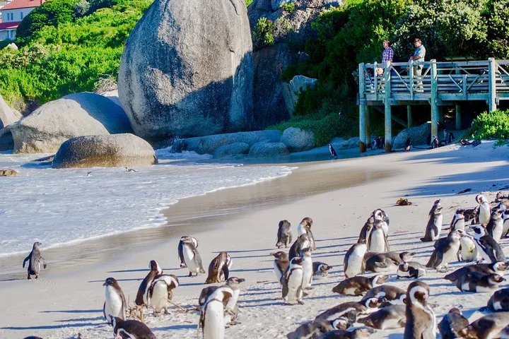 Penguins on the sand below a viewing deck at Boulders