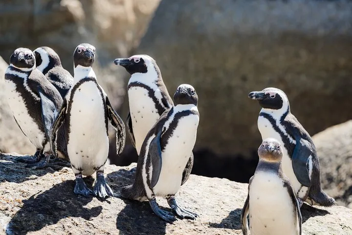 A huddle of penguins on a sunlit rock