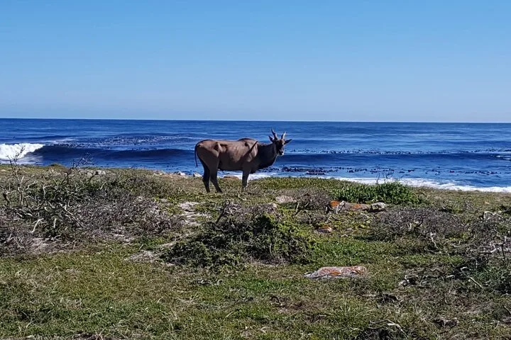 An eland on the fynbos above the sea